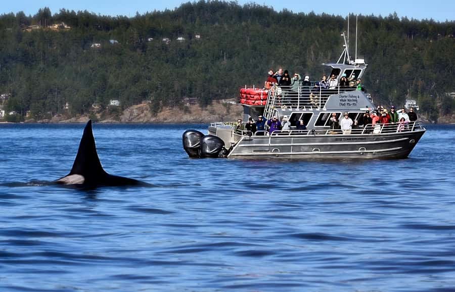 Orcas Island: Orca Whales guaranteed boat tour - Who should book this experience?