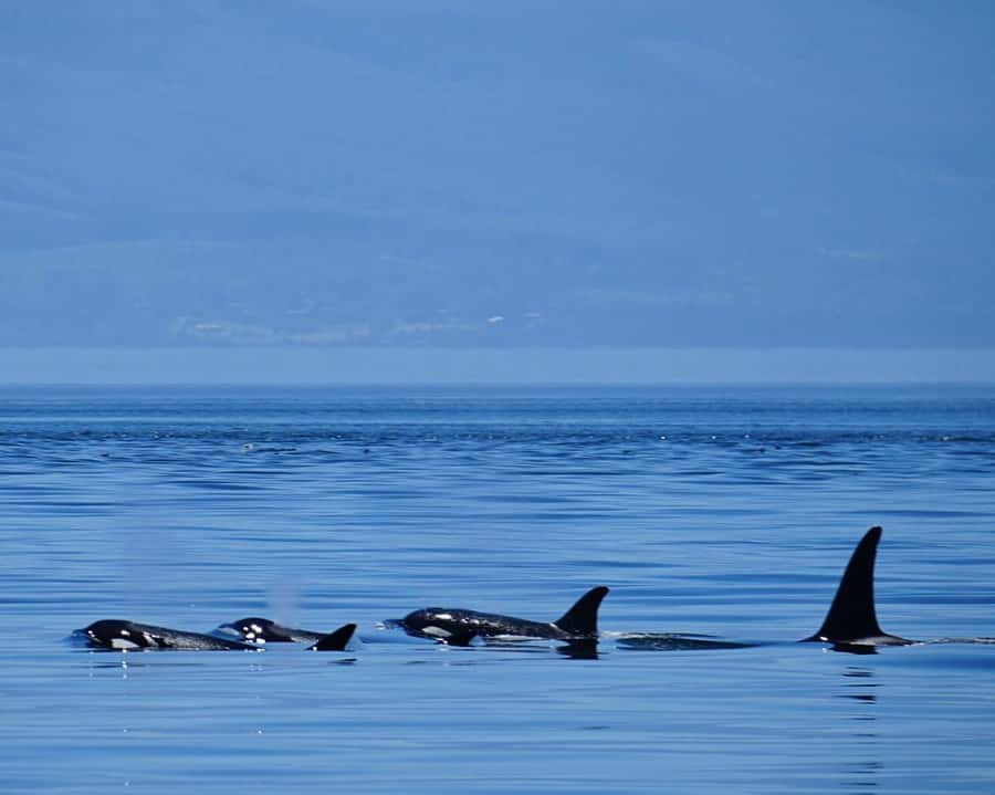 Orcas Island: Orca Whales guaranteed boat tour - Practical advice for a better day on the water