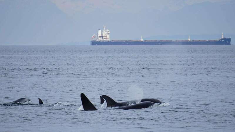 Orcas Island: Whale and Orca Guided Speedboat Tour - Key points at a glance