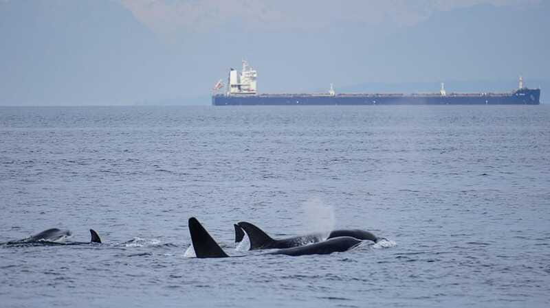 Orcas Island: Whale and Orca Guided Speedboat Tour - Is $119 a fair price?
