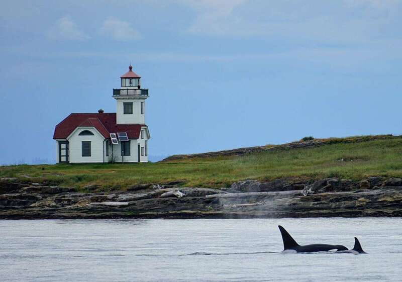 Orcas Island: Whale and Orca Guided Speedboat Tour - The 210-minute search across the San Juans