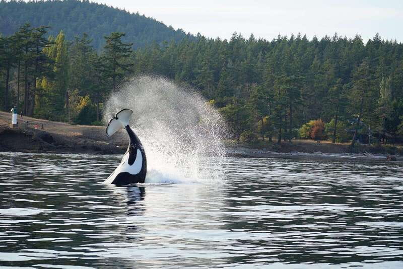 Orcas Island: Whale and Orca Guided Speedboat Tour - Looking for orcas, humpbacks, minke whales, and gray whales