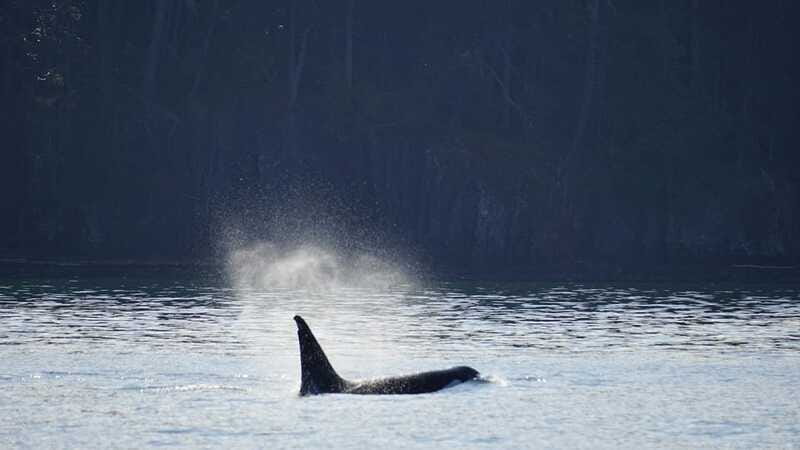 Orcas Island: Whale and Orca Guided Speedboat Tour - The extra wildlife that makes the ride better