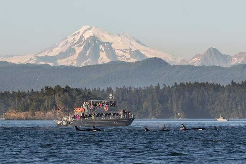 Orcas Island: Whale and Orca Guided Speedboat Tour - The guides make the wildlife easier to understand
