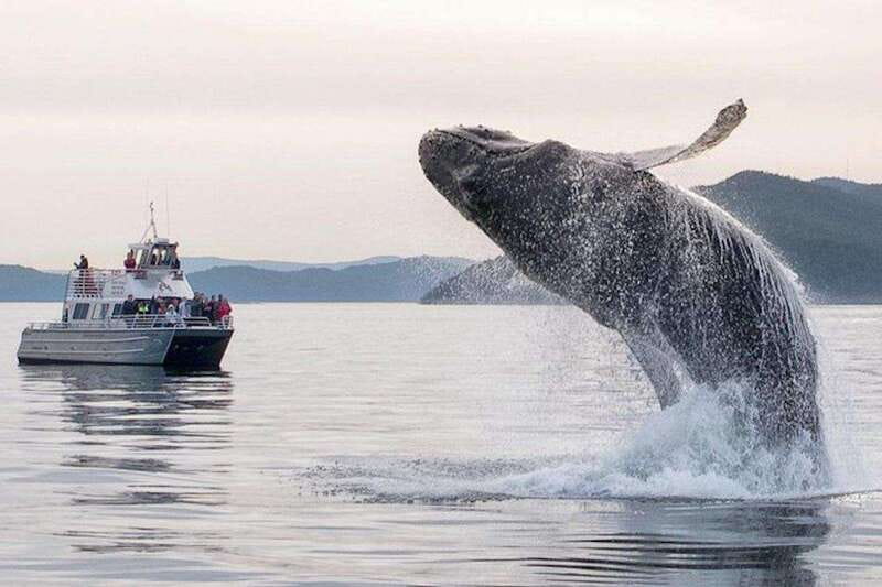 Orcas Island: Whale and Orca Guided Speedboat Tour - Choosing the best departure point