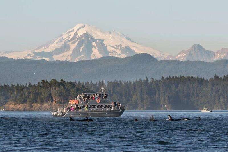 Orcas Island: Whale and Orca Guided Speedboat Tour - Reaching the dock from the Washington State Ferry