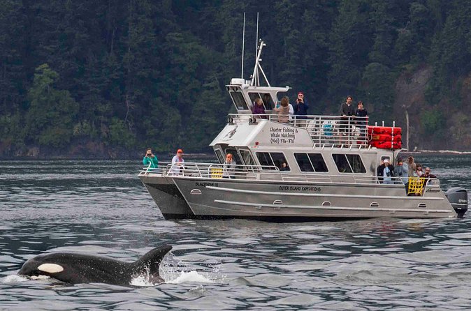 Orcas Island Whale Watching - The wildlife you might see beyond orcas
