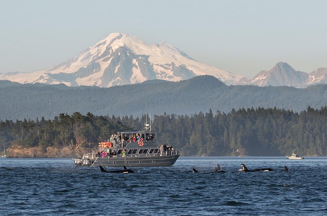 Orcas Island Whale Watching - The orca sightings and what makes them special