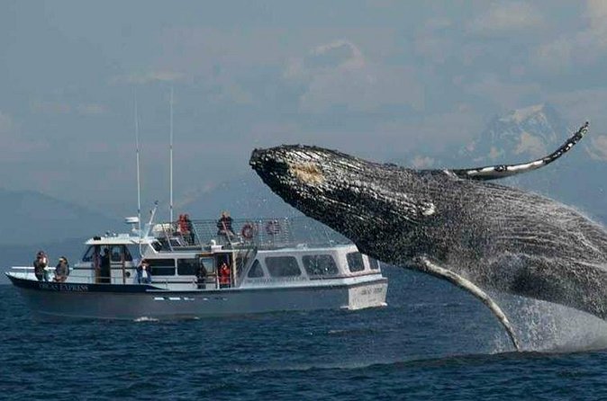 Orcas Island Whale Watching - Guides, captains, and the small-boat advantage
