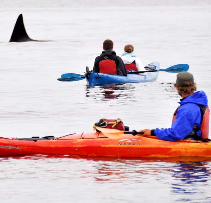 Orcas Island: Wildlife Spotting Kayak Tour - Paddling Along Freeman Island