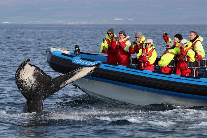 Original Big Whale Safari & Puffins Speedboat Tour from Húsavík - The RIB ride: fast, close to the water, and not for everyone