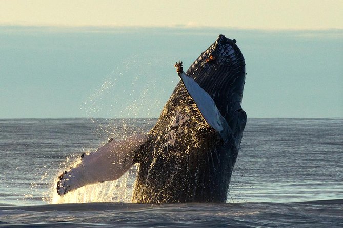 Original Big Whale Safari & Puffins Speedboat Tour from Húsavík - Puffin Island during the April to August season