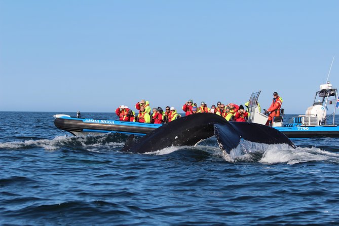 Original Big Whale Safari & Puffins Speedboat Tour from Húsavík - What the wildlife sightings really feel like