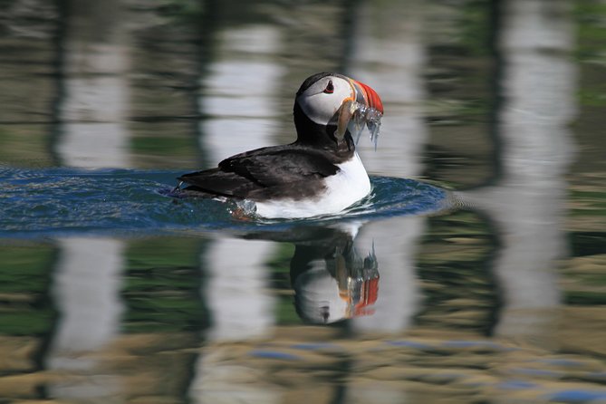 Original Big Whale Safari & Puffins Speedboat Tour from Húsavík - Warmth, clothing, and staying comfortable