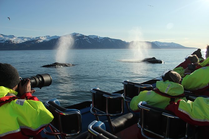 Original Big Whale Safari & Puffins Speedboat Tour from Húsavík - Weather, cancellations, and practical limits