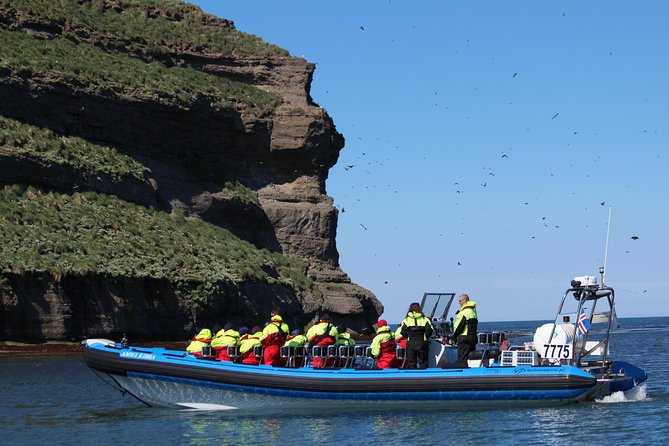 Original Big Whale Safari & Puffins Speedboat Tour from Húsavík - Who will enjoy this tour most?