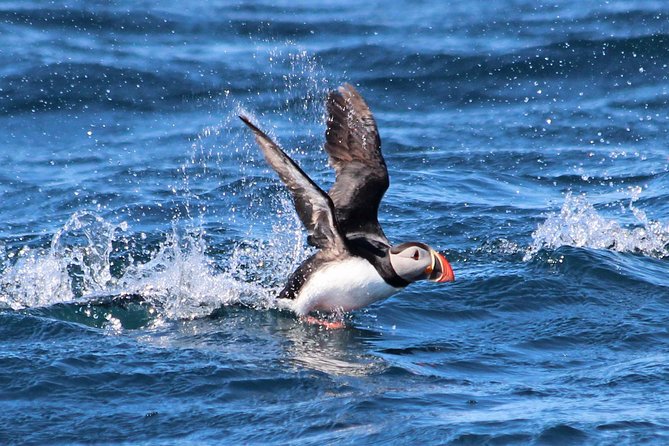 Original Big Whale Safari & Puffins Speedboat Tour from Húsavík - Stop 1: Searching Skjálfandi Bay for gentle giants
