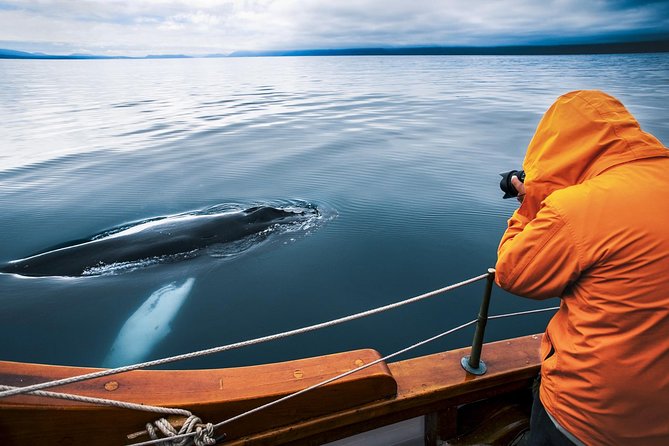 Original Carbon Neutral Whale Watching Tour from Húsavík - Key points to know before booking