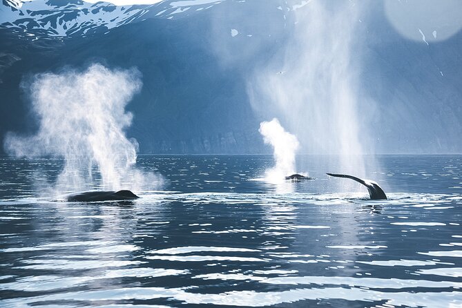 Original Carbon Neutral Whale Watching Tour from Húsavík - Hot chocolate, cinnamon buns, and the ride home