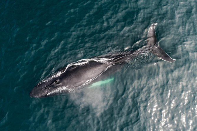 Original Carbon Neutral Whale Watching Tour from Húsavík - Is $135.16 a fair price?