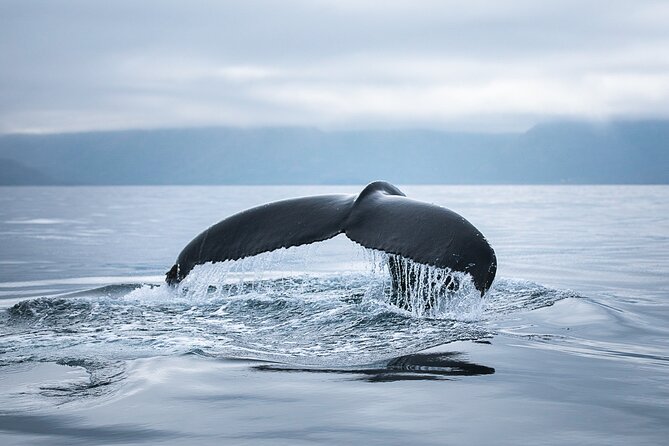 Original Carbon Neutral Whale Watching Tour from Húsavík - Who should book this Húsavík whale trip?