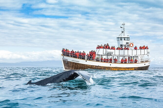 Original Carbon Neutral Whale Watching Tour from Húsavík - Sailing across Skjálfandi Bay