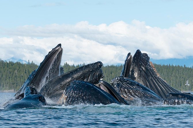 Paddle with Whales Kayak Adventure Juneau - Getting into the double kayaks