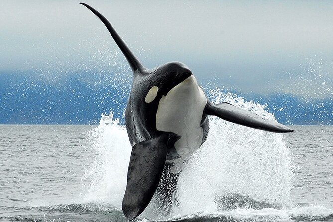 Parksville: Half-Day Whale and Wildlife Adventure - Five things to know before you book