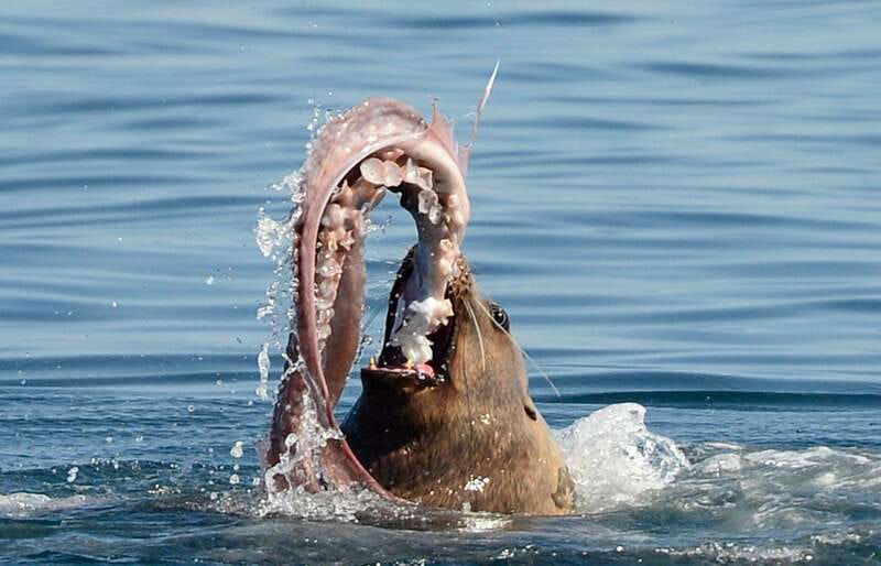 Parksville: Half-Day Whale and Wildlife Adventure - Who will enjoy this Parksville whale tour most
