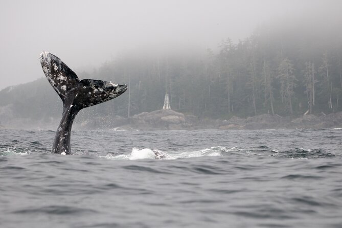 Parksville: Half-Day Whale and Wildlife Adventure - Humpbacks, orcas, dolphins, and the wider ecosystem