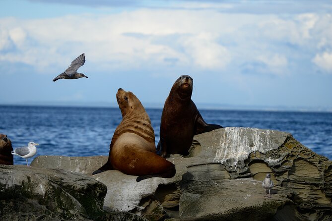 Parksville: Half-Day Whale and Wildlife Adventure - Photography without the usual pressure