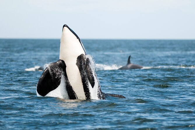 Parksville: Half-Day Whale and Wildlife Adventure - The $155 price: fair for a longer, smaller-group cruise