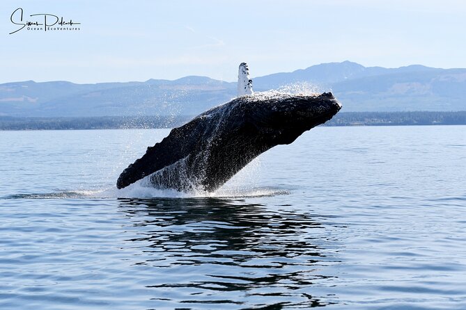 Parksville: Half-Day Whale and Wildlife Adventure - What three and a half hours on the water feels like