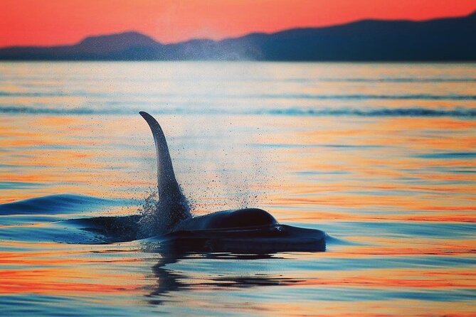 Parksville: Sunset Whale and Wildlife Adventure - Key details before you book