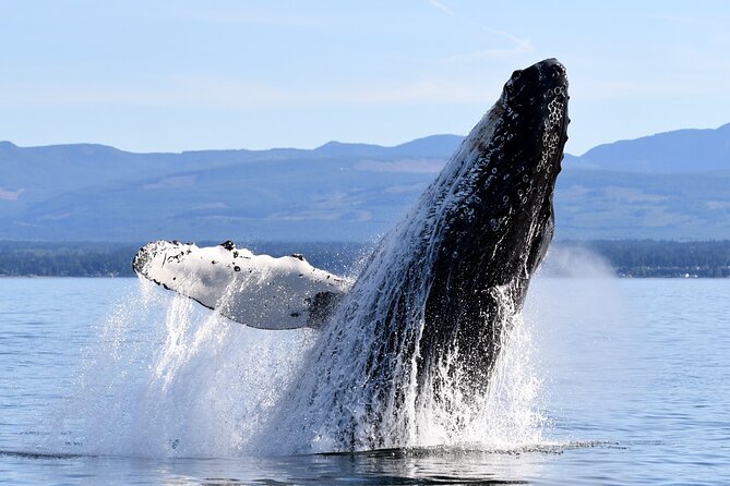 Parksville: Sunset Whale and Wildlife Adventure - The search for whales and dolphins