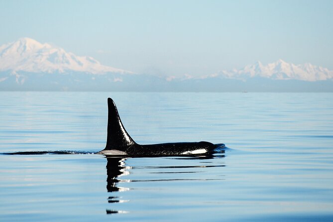 Parksville: Sunset Whale and Wildlife Adventure - What the crew adds to the trip