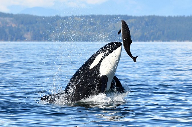 Parksville: Sunset Whale and Wildlife Adventure - Comfort, weather, and who should skip it