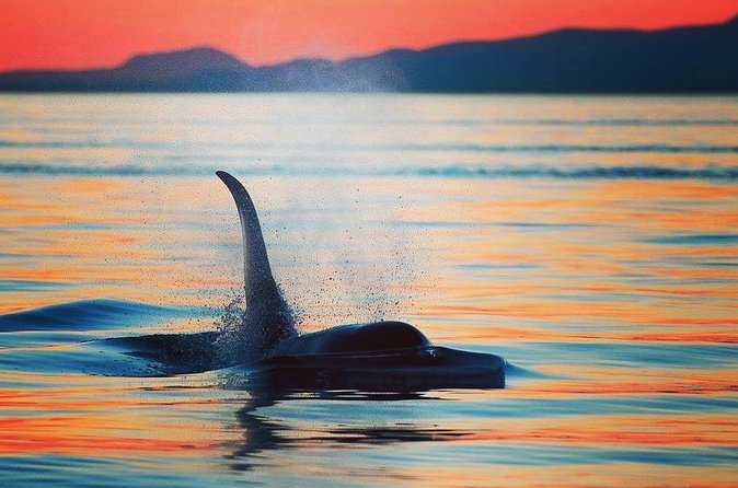 Parksville: Sunset Whale and Wildlife Adventure - Is $155 a fair price?