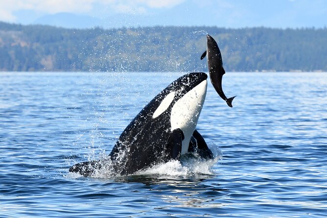 Parksville: Sunset Whale and Wildlife Adventure - Cancellation and booking flexibility