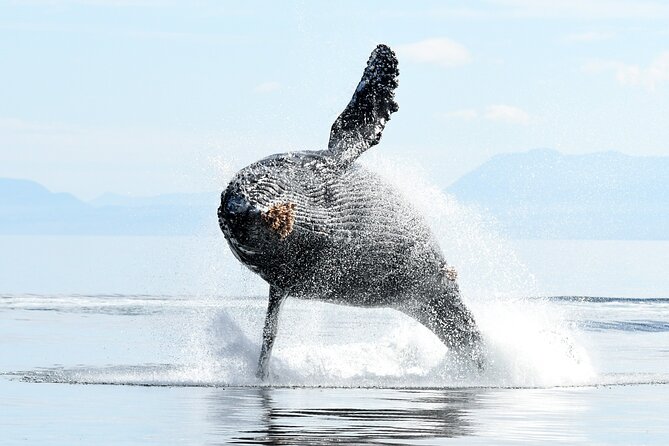 Parksville: Sunset Whale and Wildlife Adventure - Why the smaller boat matters