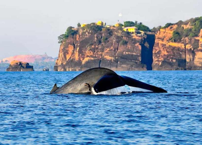 Pasikuda to Trincomalee: Whale & Dolphin Safari + Transport - Arriving in Trincomalee and boarding the safari boat