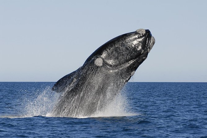 Peninsula Valdes Tour with Optional Whale Watching - The 7:15 am pickup and the road into Patagonia