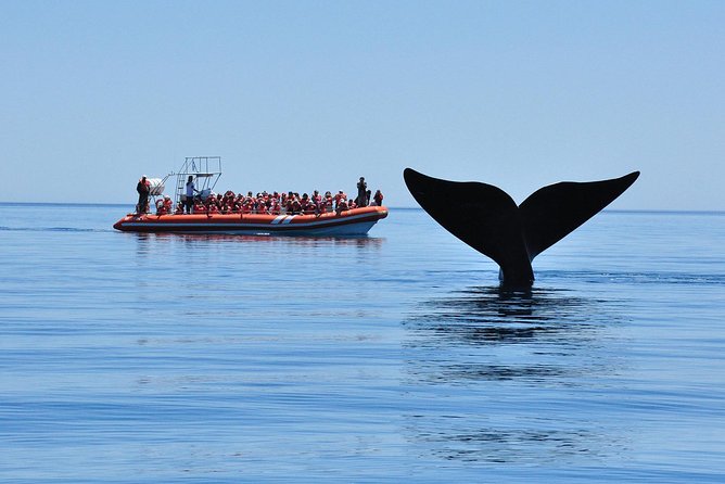 Peninsula Valdes Tour with Optional Whale Watching - How the timing affects the experience