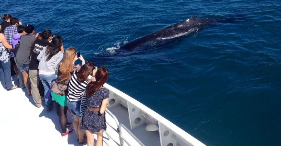 Perth: Whale Watching Cruise from Hillarys Boat Harbour - Key points to know before booking