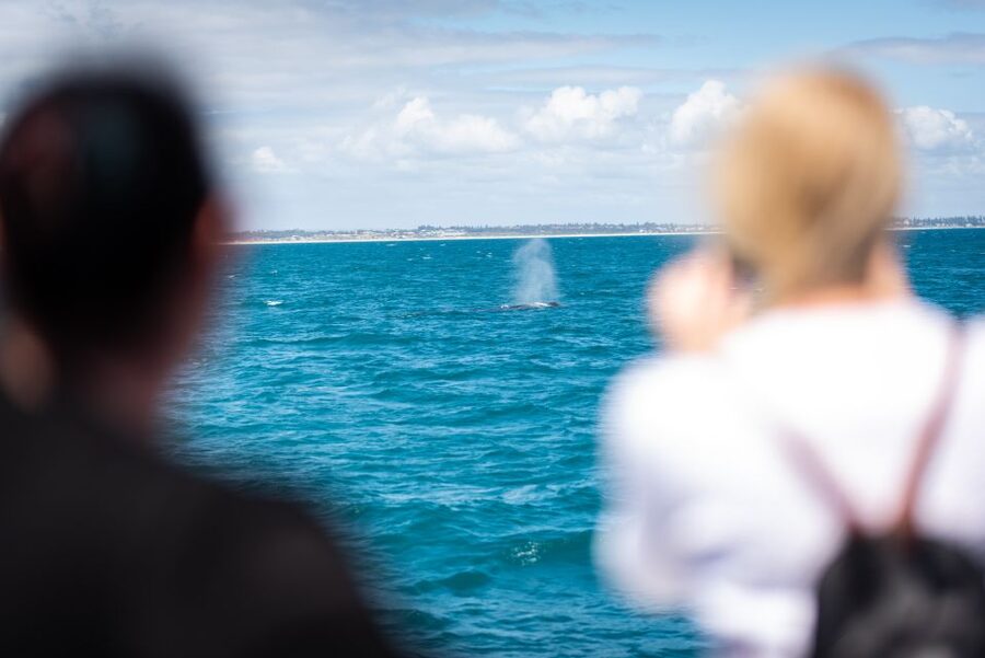 Perth: Whale Watching Cruise from Hillarys Boat Harbour - Why the September to November season matters