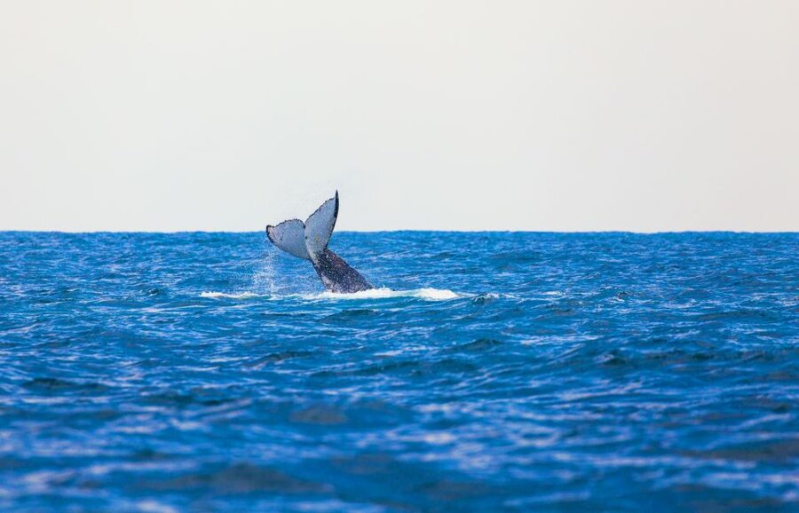 Perth: Whale Watching Cruise from Hillarys Boat Harbour - What the catamaran is like on the water