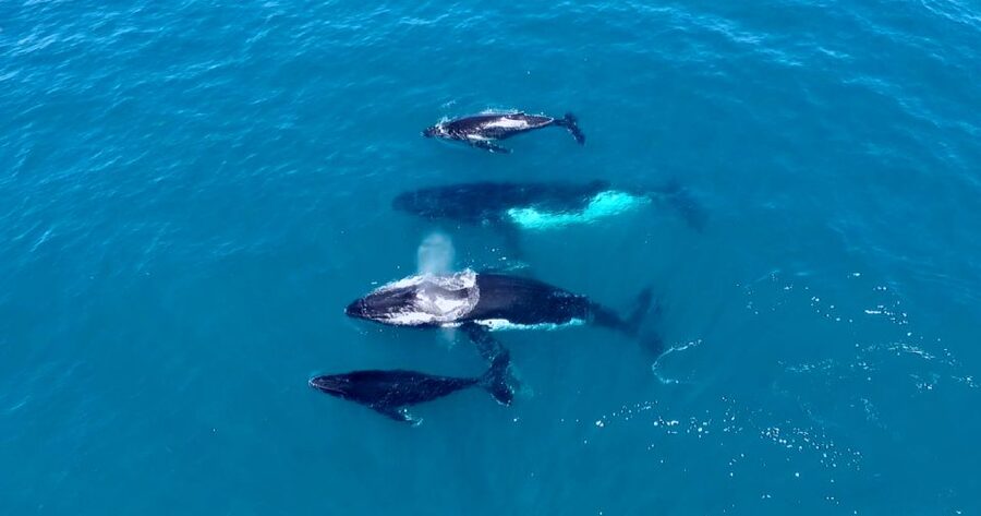 Perth: Whale Watching Cruise from Hillarys Boat Harbour - Is $49 good value?