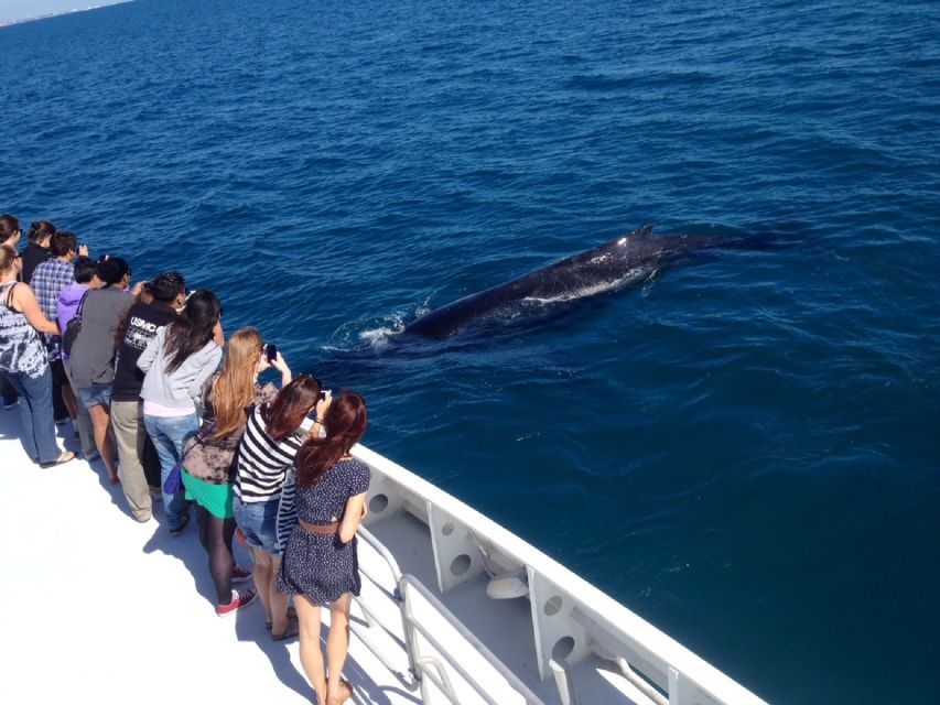 Perth: Whale Watching Cruise from Hillarys Boat Harbour - From Hillarys Boat Harbour to open water