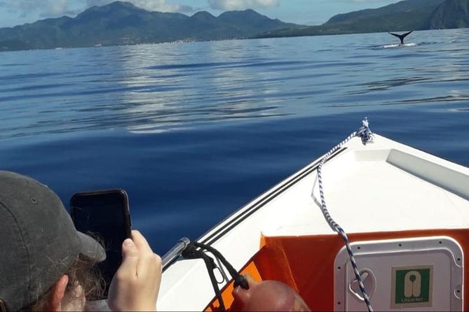 PH Whale Watch & Dolphin Cruise in Dominica - What three hours on the water feels like