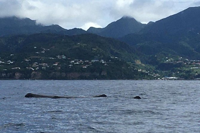 PH Whale Watch & Dolphin Cruise in Dominica - Who will enjoy this most?